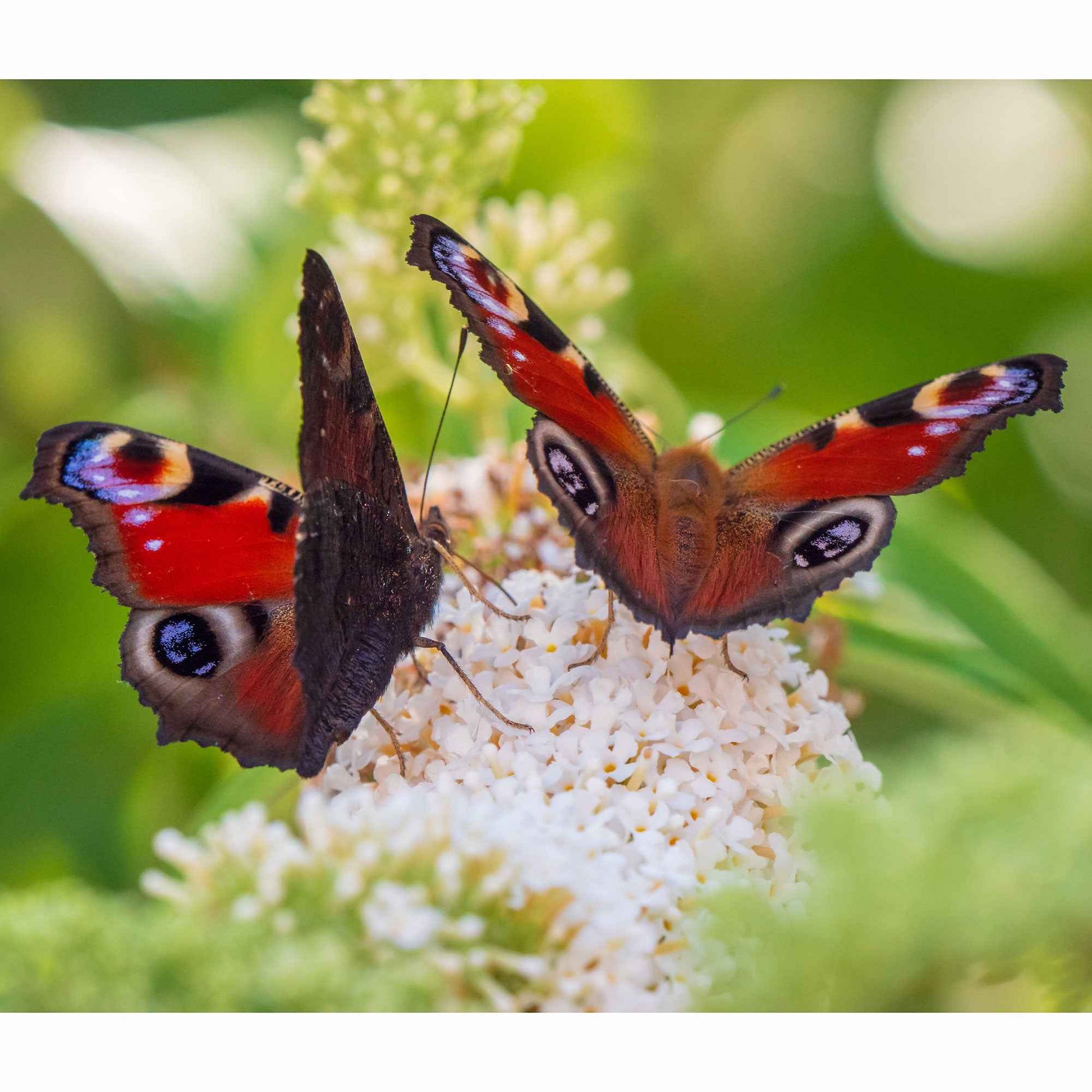 Verkauf Schmetterlingsstrauch-Kollektion ‘Royal Red’, ‘White Profusion’, ‘Empire Blue’ - Buddleja davidii Royal Red, White Profusion, Empire Blue