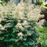 Aruncus dioicus - Waldgeißbart - Nackte Wurzeln