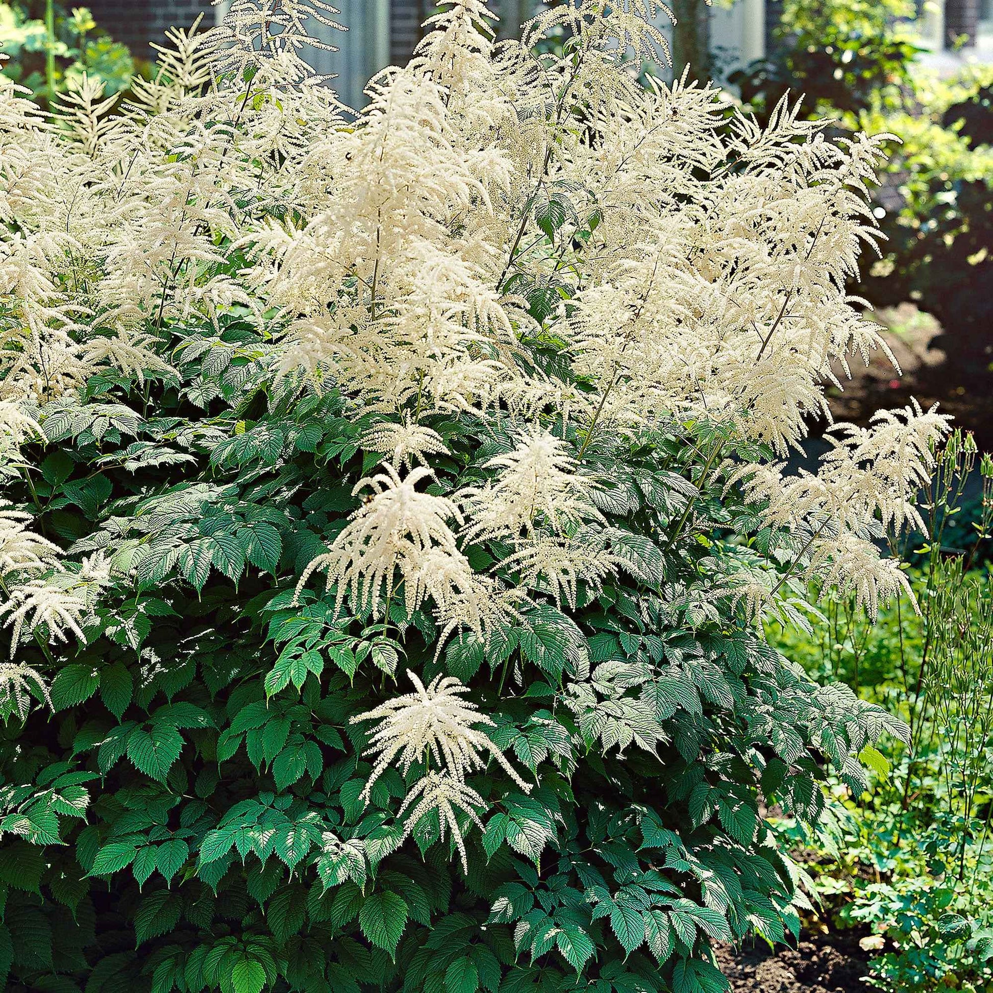 Aruncus dioicus - Waldgeißbart - Nackte Wurzeln