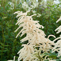 Nackte Wurzeln - Waldgeißbart - Aruncus dioicus