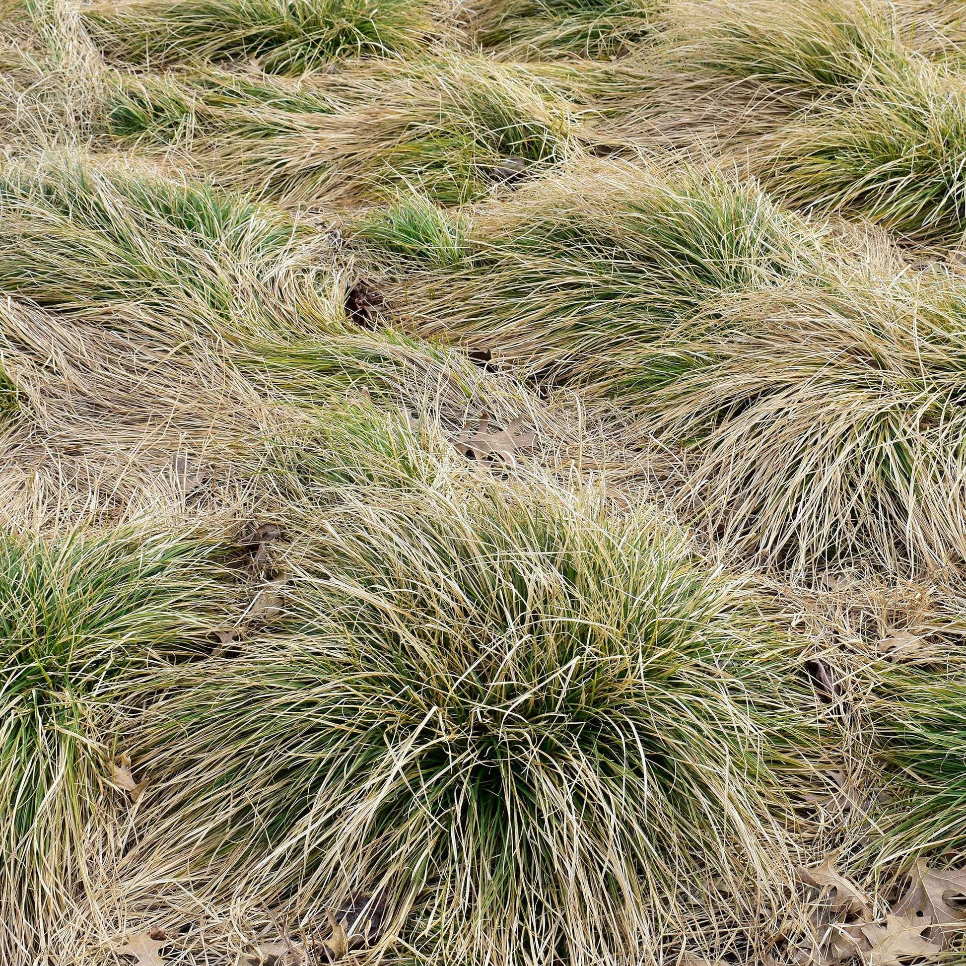 Carex comans frosted curls - Segge 'Frosted Curls' - Carex