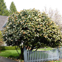 Kamelie Camellia 'Brushfields Yellow' weiβ-gelb - Winterhart - Camellia japonica Brushfields Yellow - Bakker