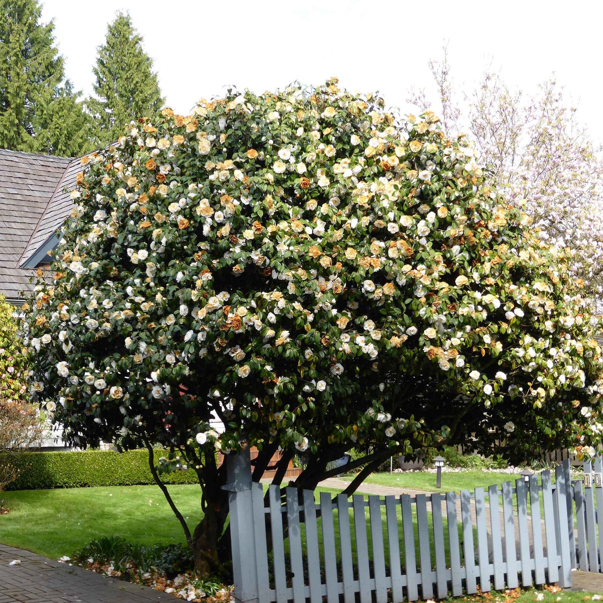 Kamelie Camellia 'Brushfields Yellow' weiβ-gelb - Winterhart - Camellia japonica Brushfields Yellow - Bakker