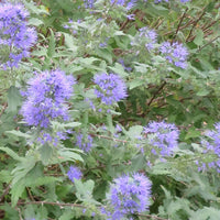 Bartblume 'Heavenly Blue' - Caryopteris clandonensis Heavenly Blue - Bakker