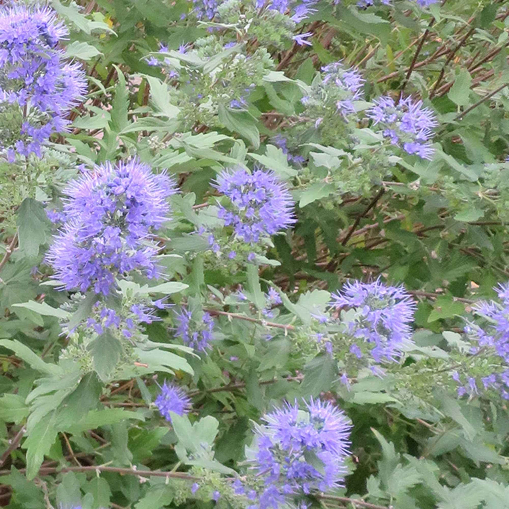 Bartblume 'Heavenly Blue' - Caryopteris clandonensis Heavenly Blue - Bakker
