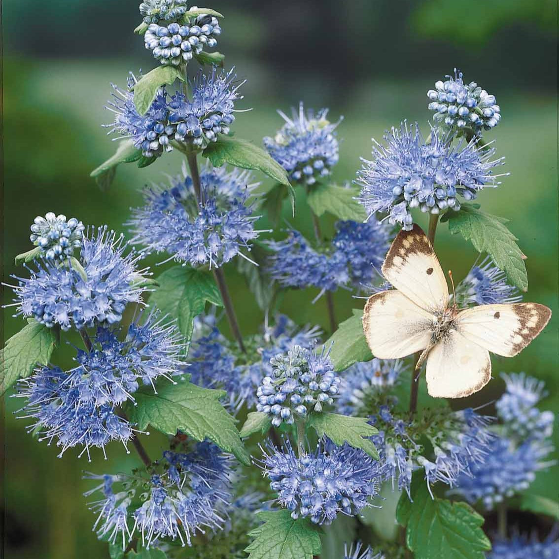 Bartblume 'Heavenly Blue' - Spiraea - Bakker