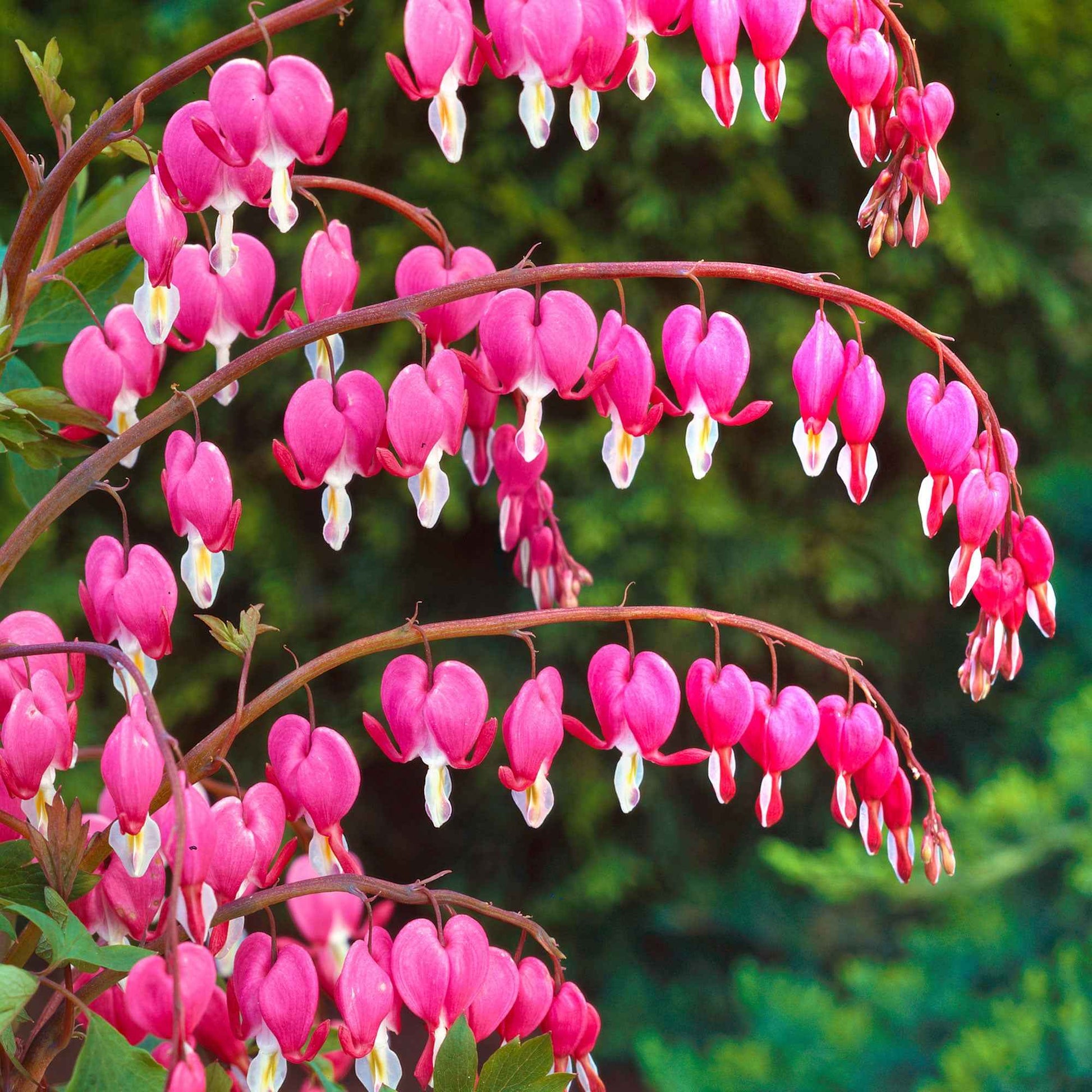 Tränendes Herz - Tränendes Herz - Dicentra spectabilis