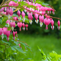 Verkauf Tränendes Herz - Dicentra spectabilis
