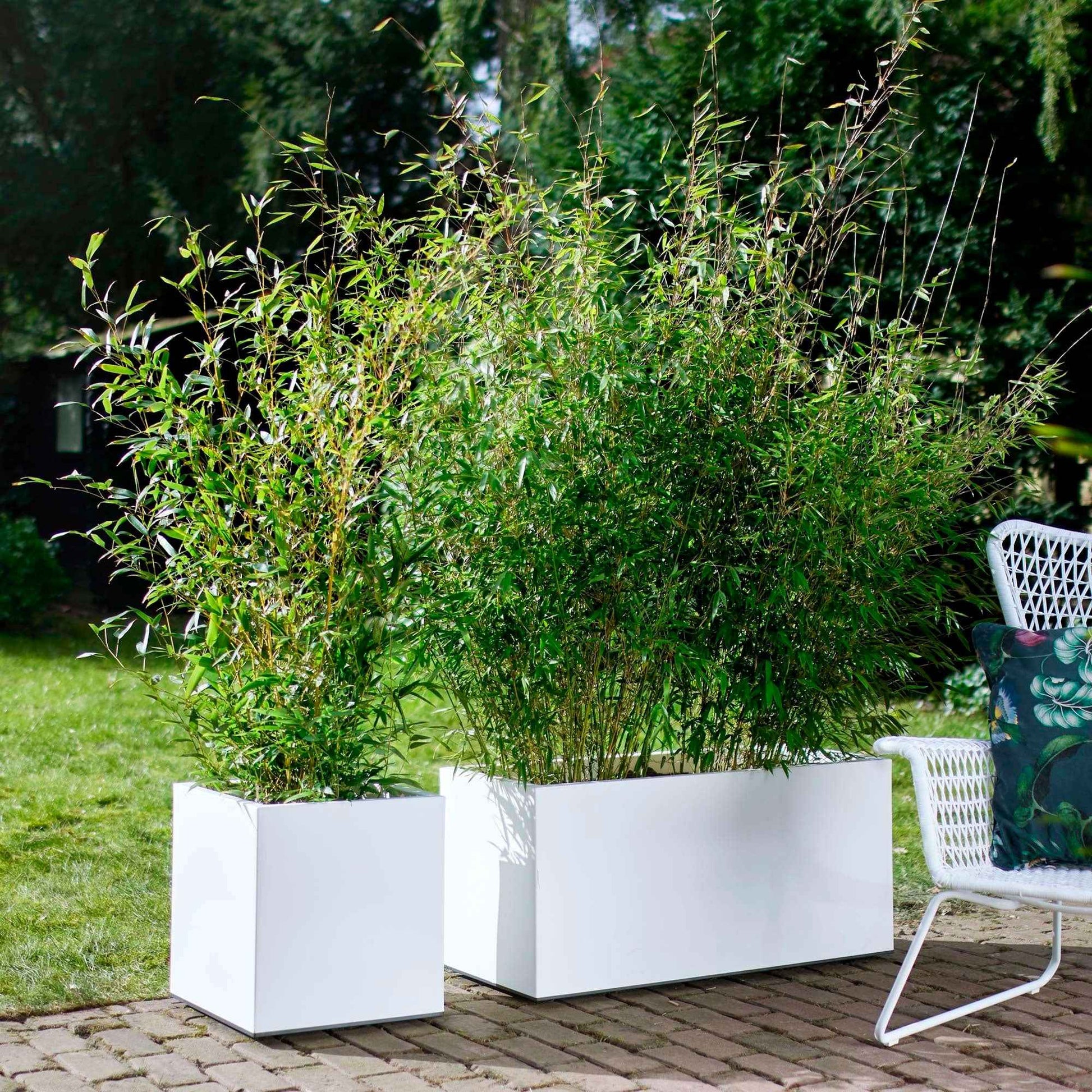 Gartenbambus - Fargesia rufa - Bakker