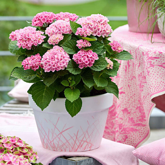 Bauernhortensie 'Revolution Pink' - Bakker