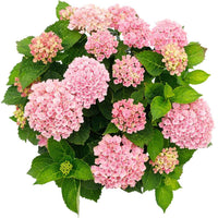 Großblättrige Hortensie - Bauernhortensie 'Revolution Pink' - Hydrangea macrophylla 'revolution pink'