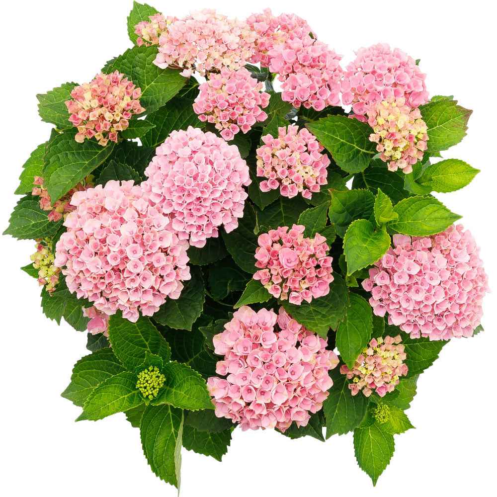 Großblättrige Hortensie - Bauernhortensie 'Revolution Pink' - Hydrangea macrophylla 'revolution pink'