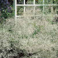 Gypsophila - Rispiges Gipskraut (x3) - Gypsophila paniculata