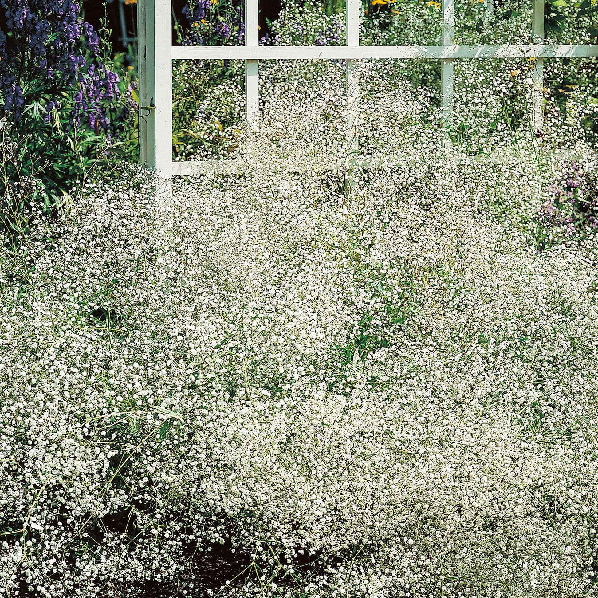 Gypsophila - Rispiges Gipskraut (x3) - Gypsophila paniculata