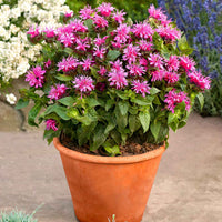 Indianernessel 'Cranberry Lace' - Bakker