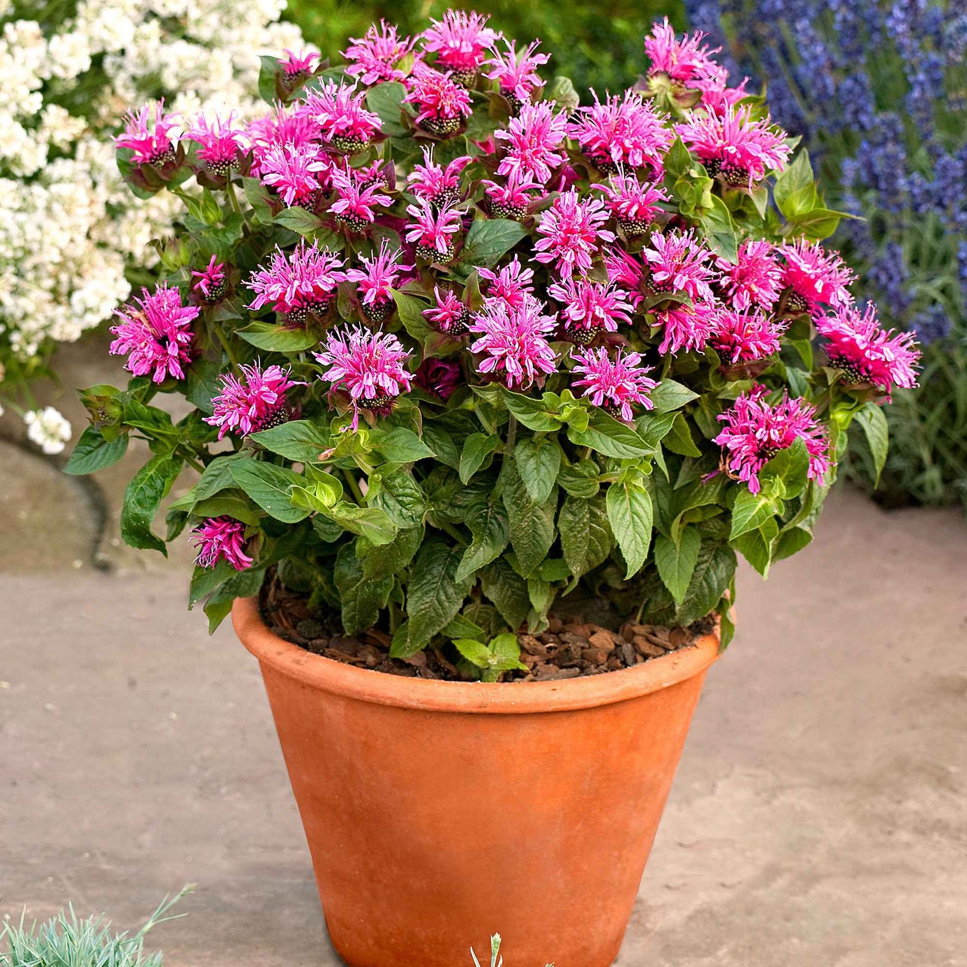 Indianernessel 'Cranberry Lace' - Bakker