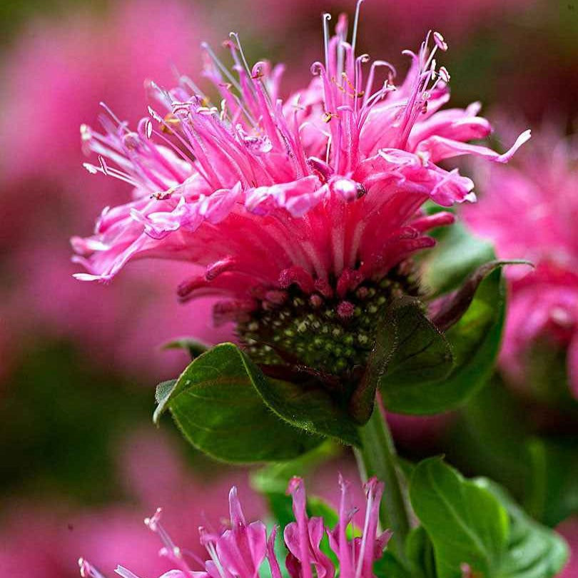 Indianernessel 'Cranberry Lace' - Monarda didyma cranberry lace - Bakker