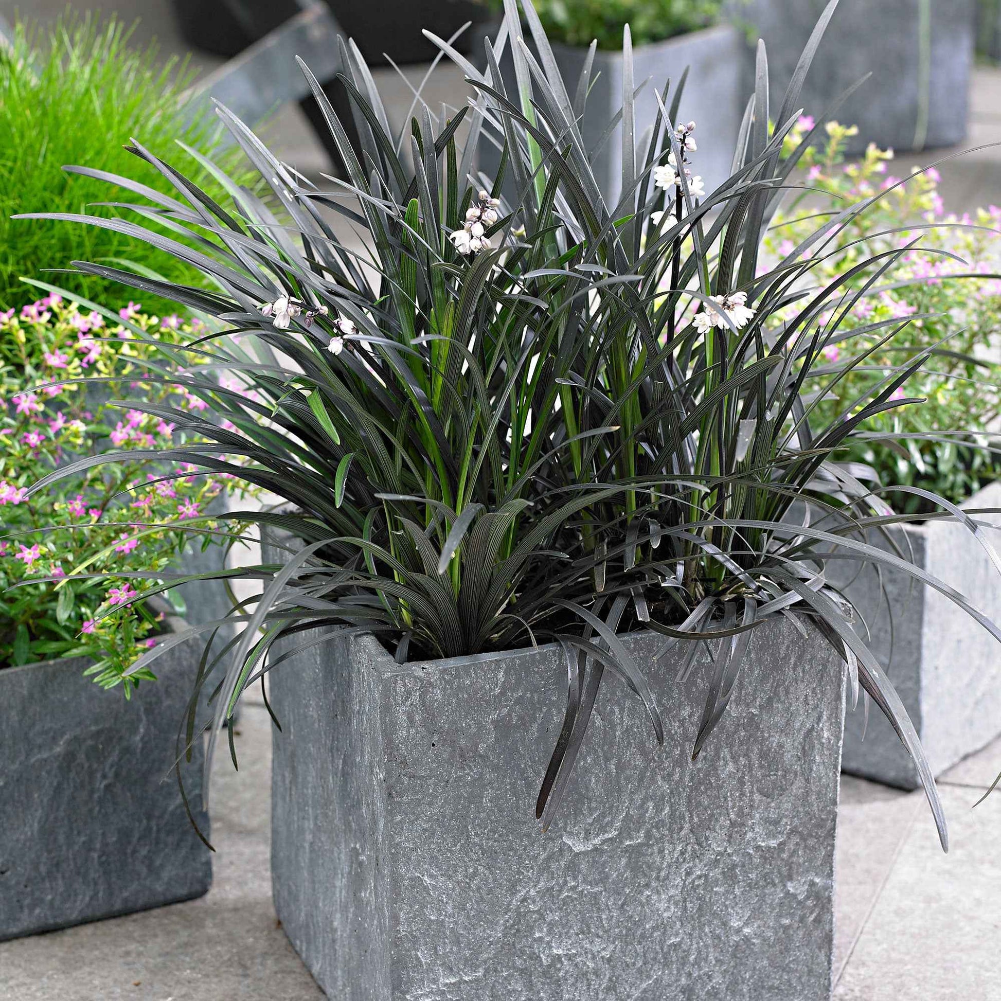 Schwarzer Schlangenbart 'Nigrescens' - Ophiopogon planiscapus Nigrescens - Bakker