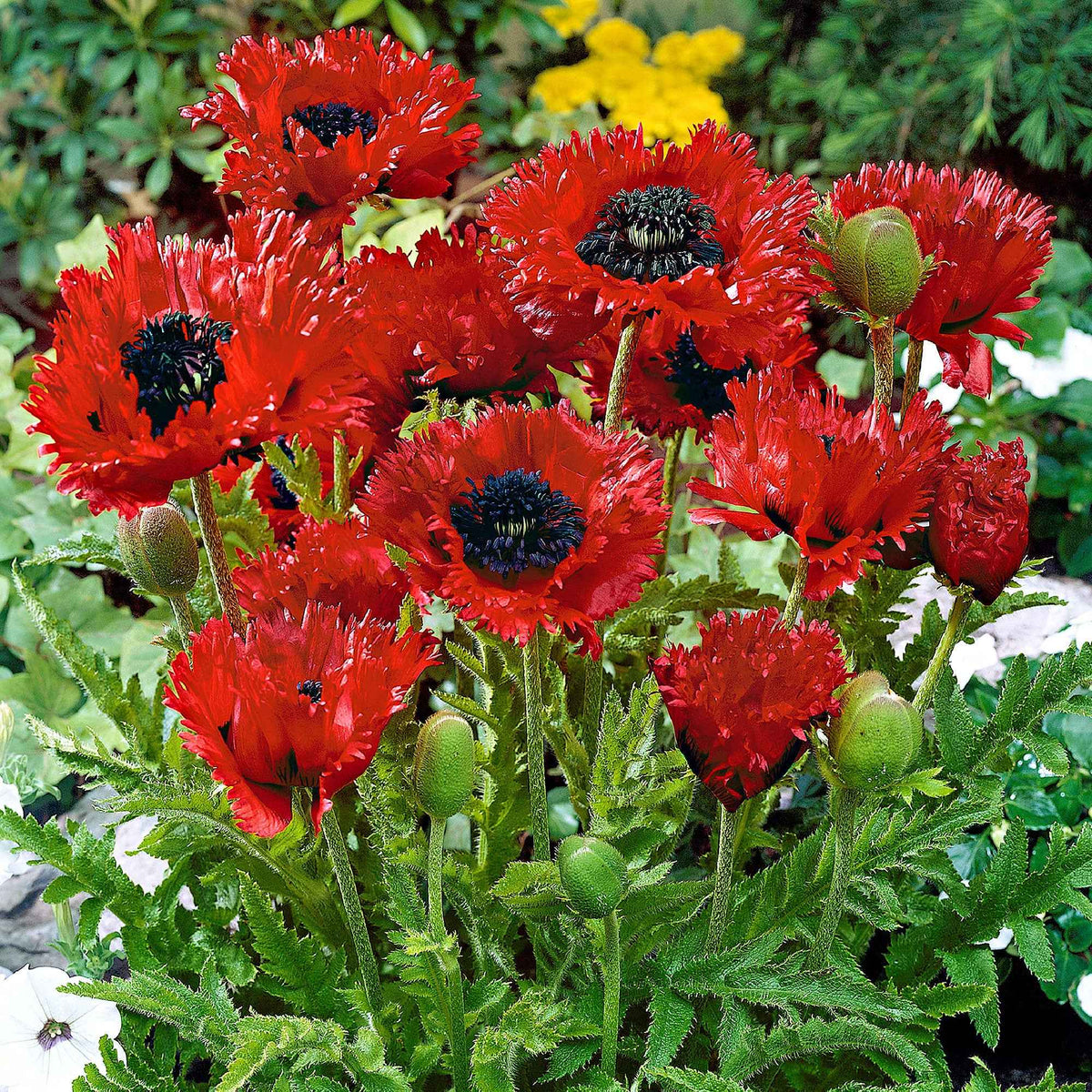 Orientalischer Mohn 'Türkenlouis' - Bakker