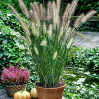 Lampenputzergras 'Hameln' - Pennisetum alopecuroides Hameln - Bakker