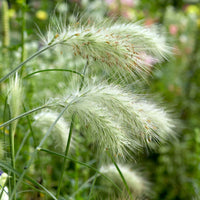 Pennisetum alopecuroides Hameln - Lampenputzergras 'Hameln' - Pennisetum