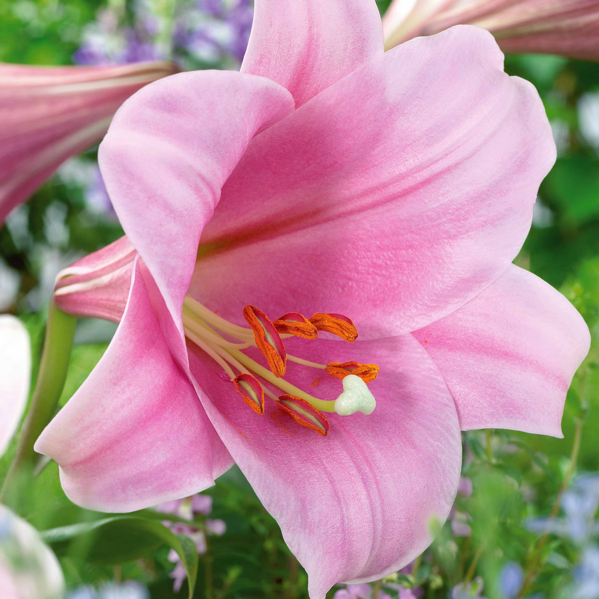 Lilie 'Bellsong' (x3) - Lilium longiflorum x orientalis bell song - Blumenzwiebeln