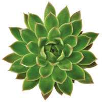 Kaktus und fette Pflanze - Sukkulente Echeveria agavoides - Echeveria agavoides
