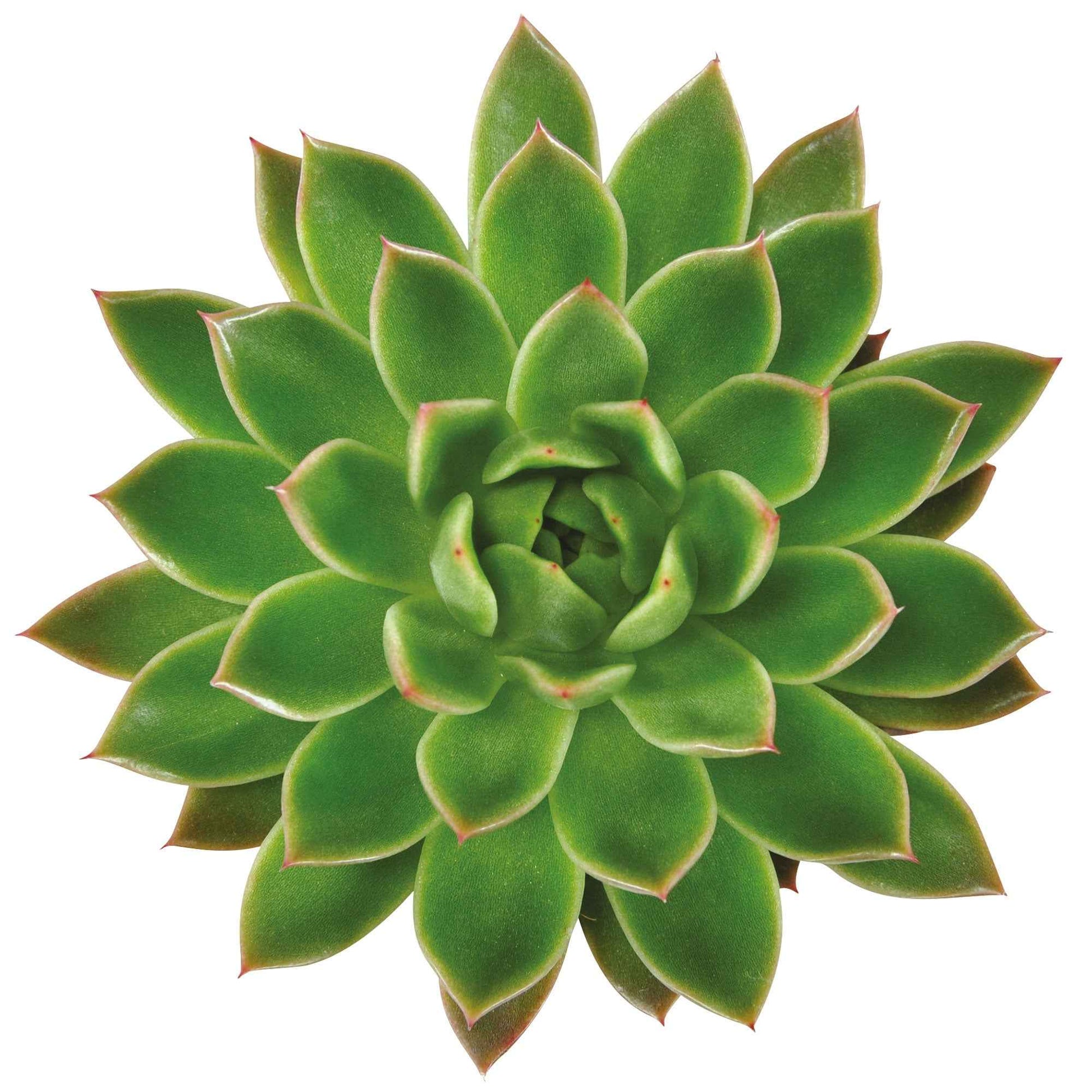 Kaktus und fette Pflanze - Sukkulente Echeveria agavoides - Echeveria agavoides