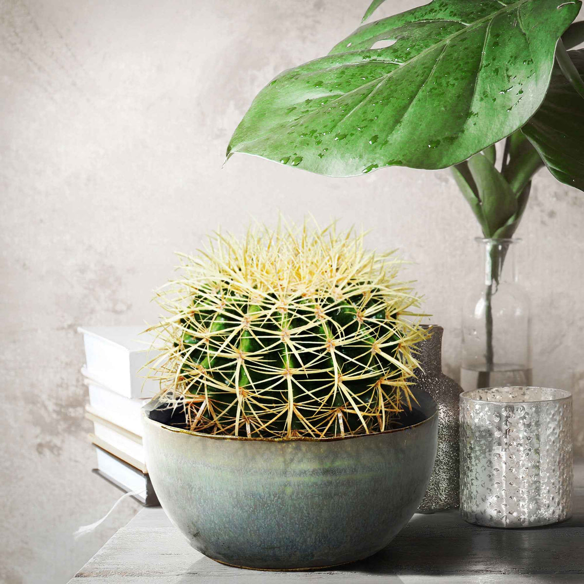 Schwiegermutterstuhl Echinocactus grusonii - Bakker