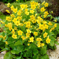 Dreiblättrige Waldsteinie - Bakker