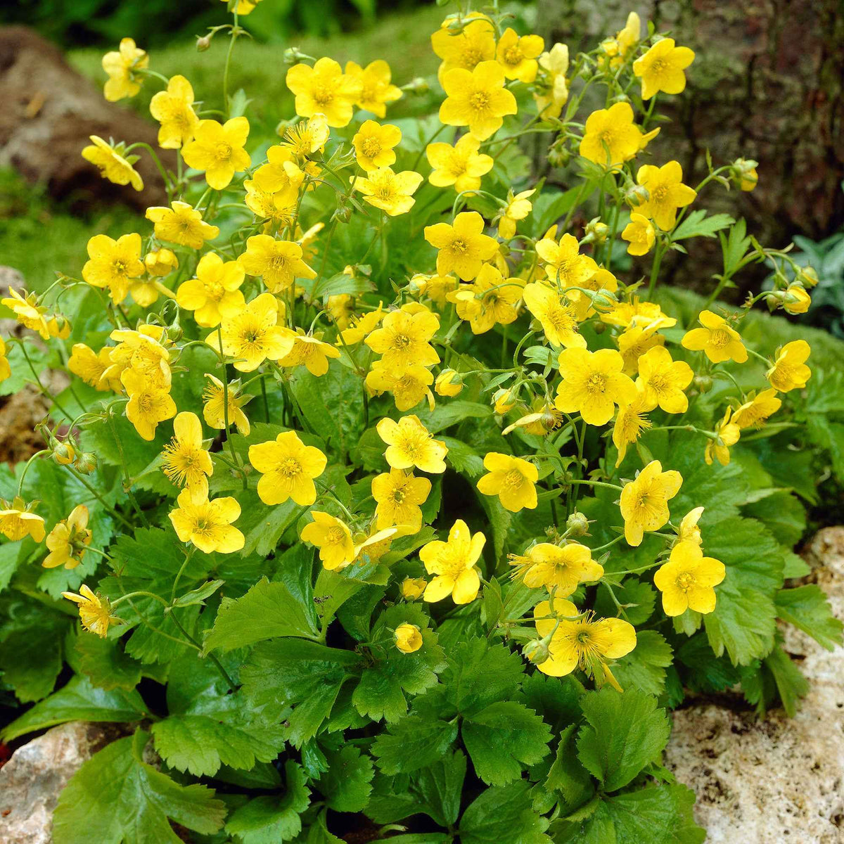 Dreiblättrige Waldsteinie - Bakker