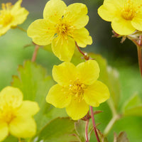 Dreiblättrige Waldsteinie - Waldsteinia ternata - Bakker