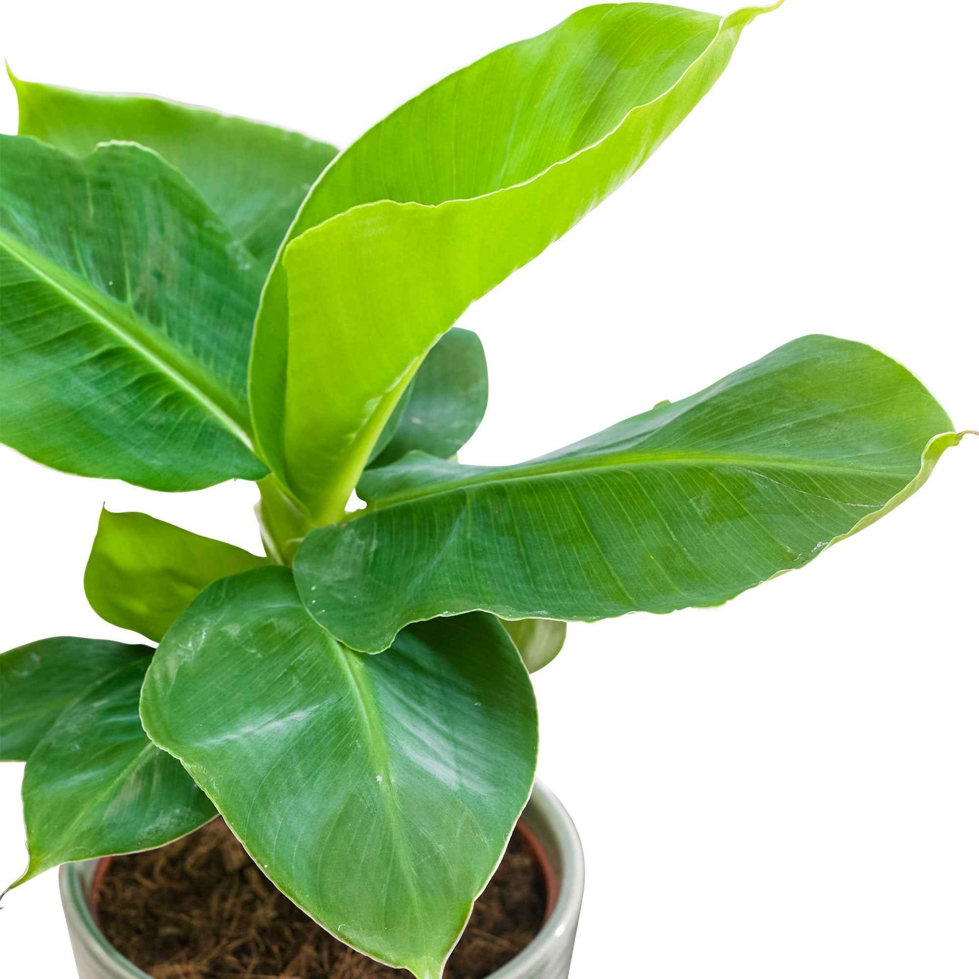 Musa oriental dwarf - Bananenpflanze 'Oriental Dwarf' - Grüne Zimmerpflanzen