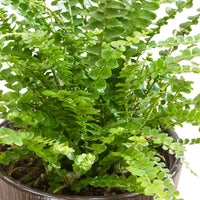 Schwertfarn 'Duffi' - Nephrolepsis exaltata Duffi - Bakker