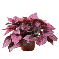 Blattbegonie 'Indian Summer' - Bakker