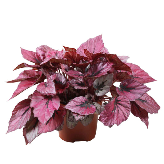 Blattbegonie 'Indian Summer' - Bakker