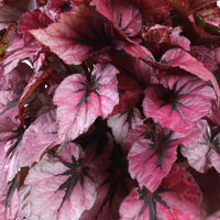 Blattbegonie 'Indian Summer' - Begonia beleaf indian summer - Bakker