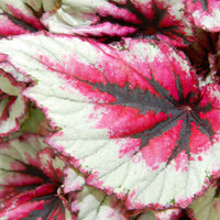 Blattbegonie 'Evening Glow' - Begonia beleaf evening glow - Bakker