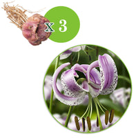 Lankongense Lilie (x3) - Lilium lankongense - Bakker