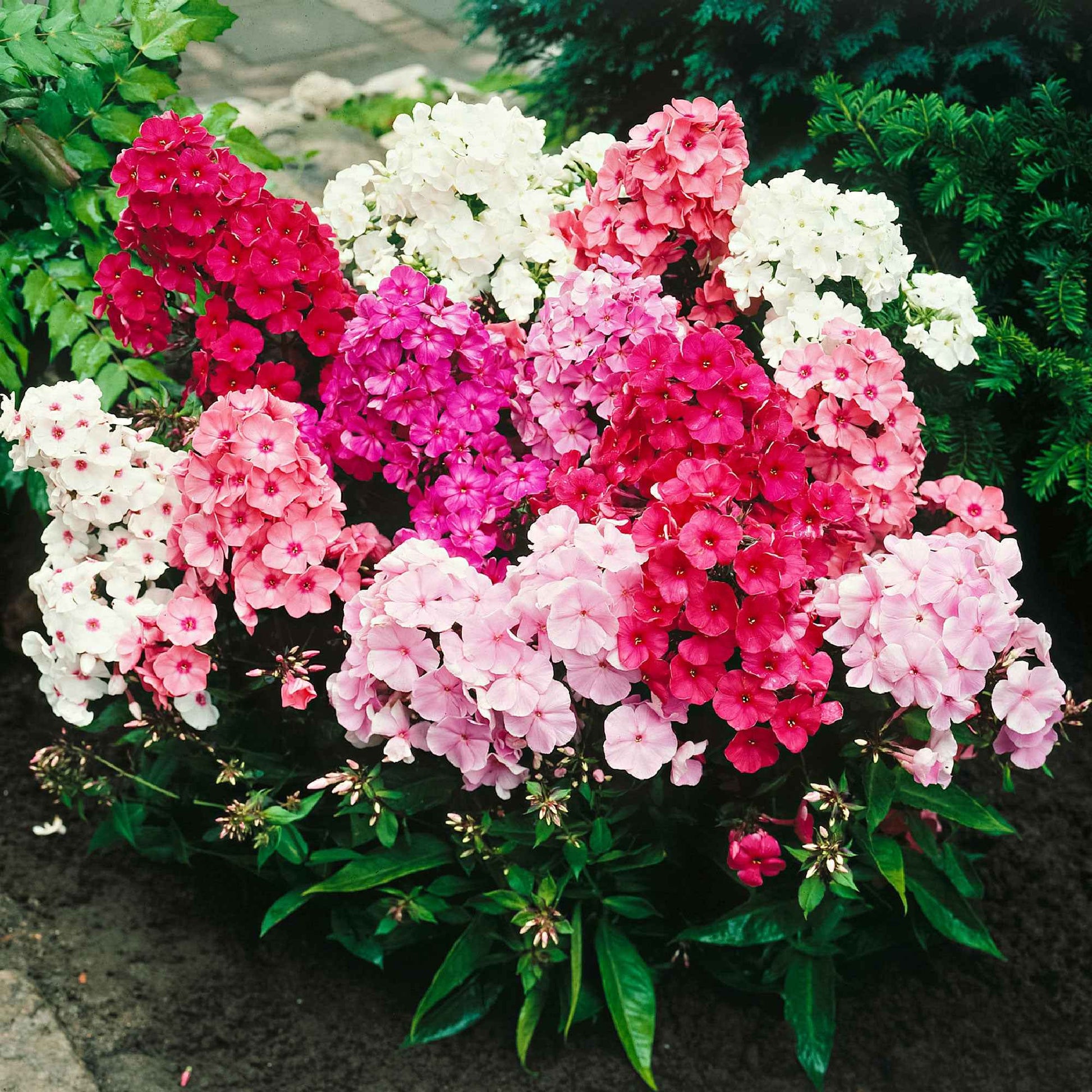 Flammenblumen Mischung (x5) - Phlox paniculata - Bakker