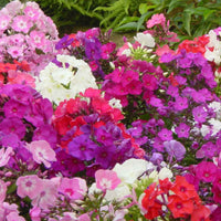 Phlox paniculata - Flammenblumen Mischung (x5) - Phlox