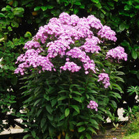 Flammenblume 'Laura' (x3) - Bakker