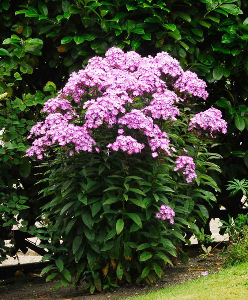 Flammenblume 'Laura' (x3) - Bakker