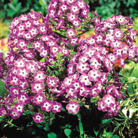 Flammenblume 'Laura' (x3) - Phlox paniculata laura - Bakker