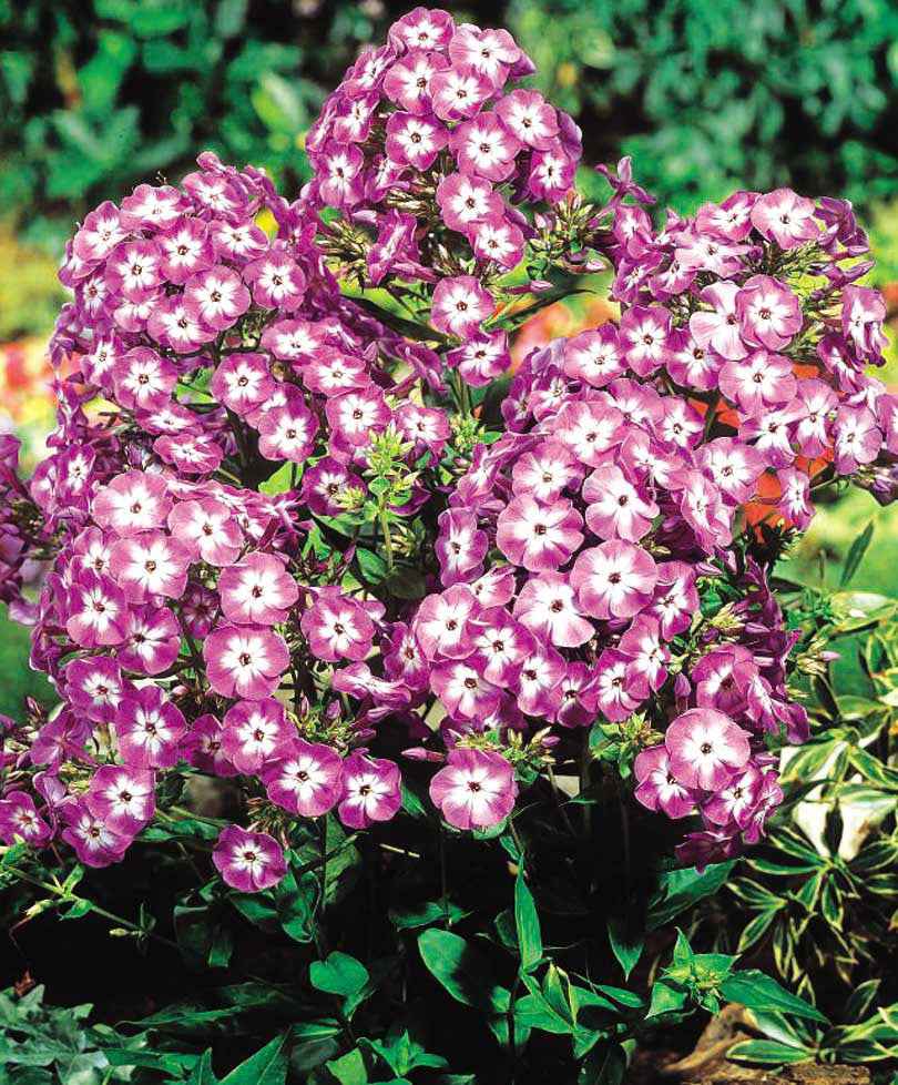 Flammenblume 'Laura' (x3) - Phlox paniculata laura - Bakker