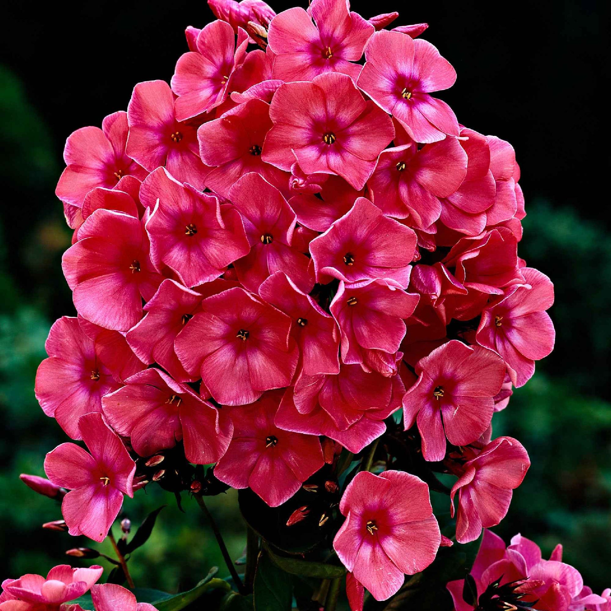 Flammenblume 'Windsor' (x3) - Bakker