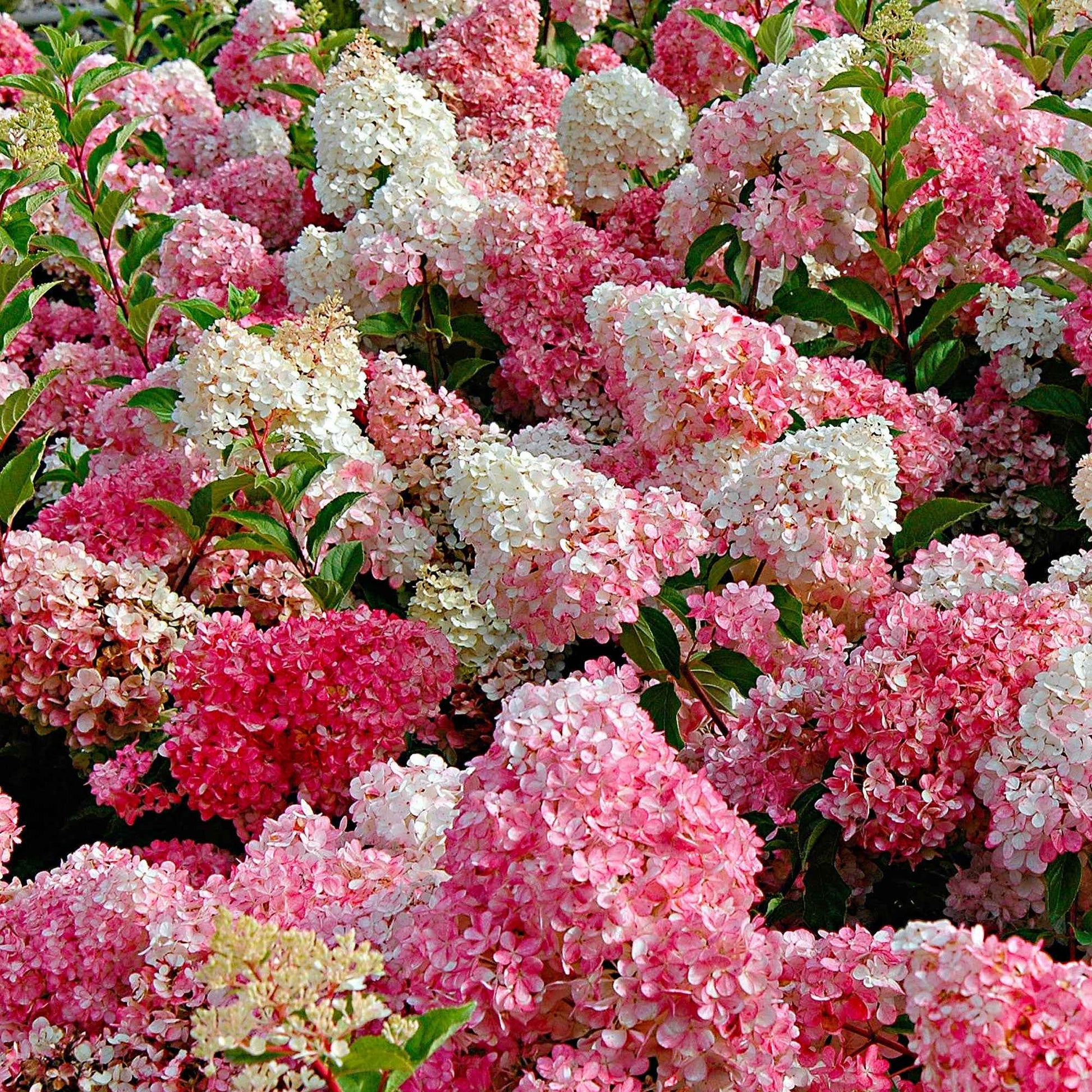 Rispenhortensie 'Vanille Fraise' - Hydrangea paniculata Vanille Fraise ® Renhy - Bakker