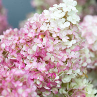 Rispenhortensie - Rispenhortensie 'Vanille Fraise' - Hydrangea paniculata Vanille Fraise ® Renhy