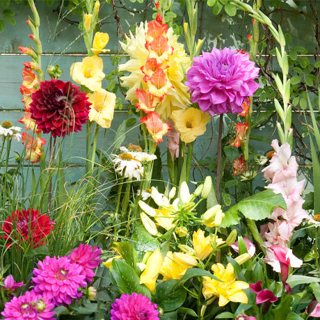 Blumenzwiebeln : unsere tipps