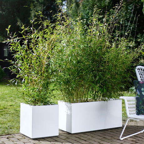 Gartenpflanzen